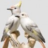 Model #24 Vogelgruppe/ Bird group Allach # 400