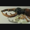 Stag Beetle ( Volkstedt ) # 863