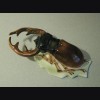 Stag Beetle ( Volkstedt ) # 863